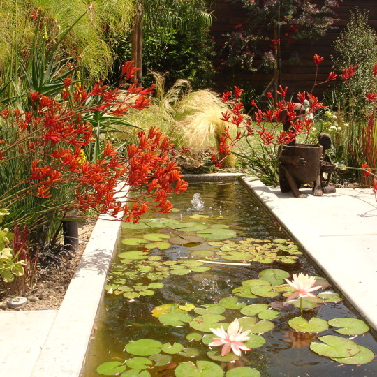 https://atmospherelandscapes.com/wp-content/uploads/2015/05/BURBANK-Lily-Pads-in-Burbank-540x540.jpg